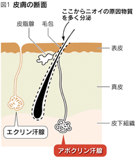 汗のメカニズム図